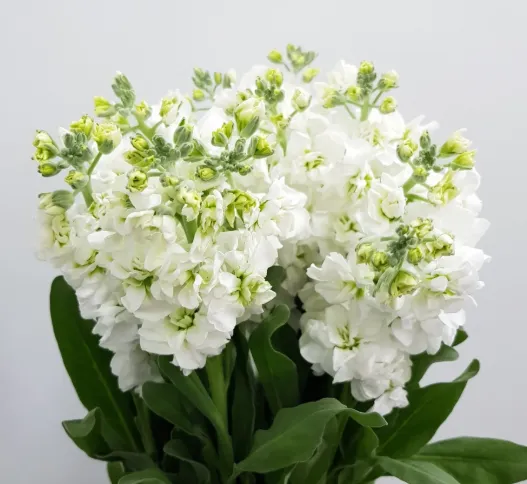 Matthiola