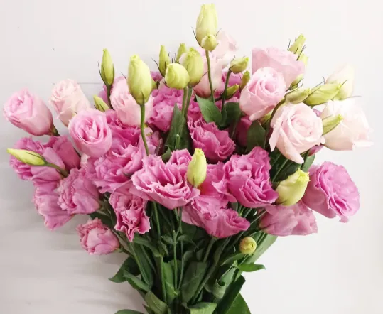 Eustoma Pink CN