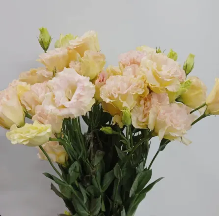 Eustoma Champagne CN