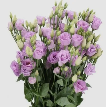 Eustoma Lavender CN 