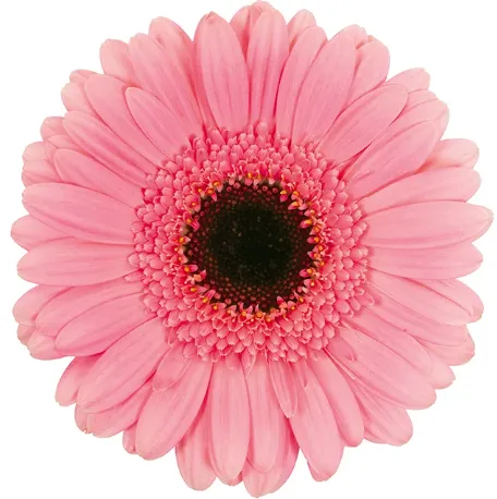 Gerbera Petticoat Pink