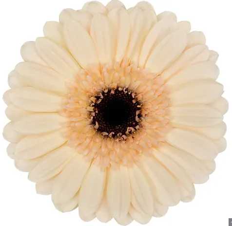 Gerbera Cafe