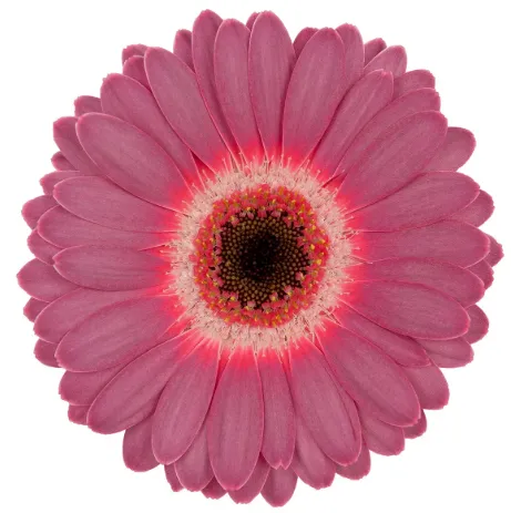Gerbera Purple Wonder
