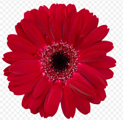Gerbera Nirvana red