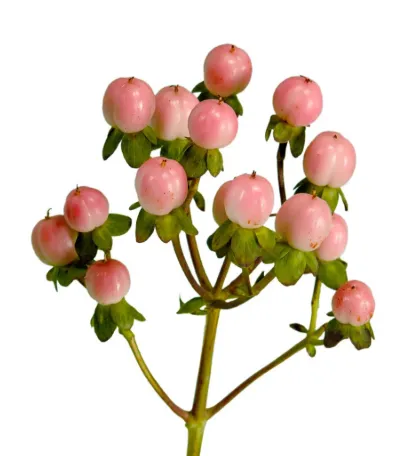 Hypericum Pink