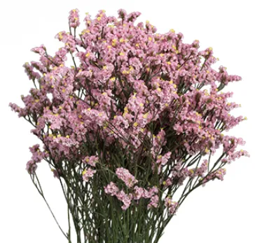 Limonium Pink