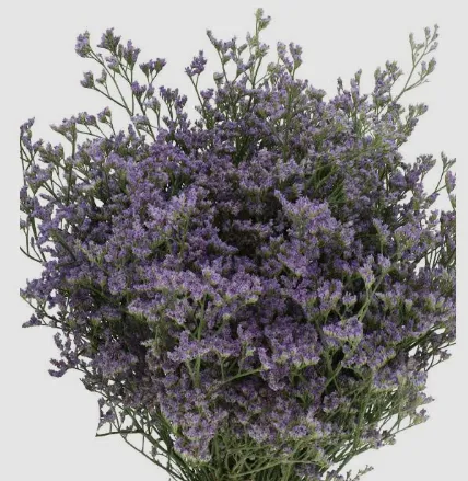Limonium Purple