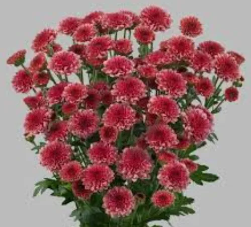 Santhini Madiba Cherry