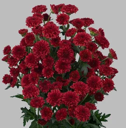 Santhini Madiba Tyolo Red