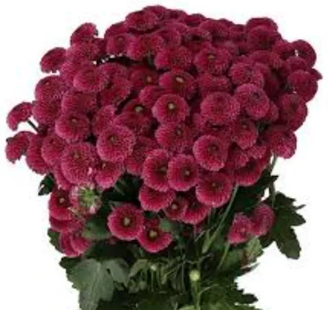Santhini Purpetta Purple