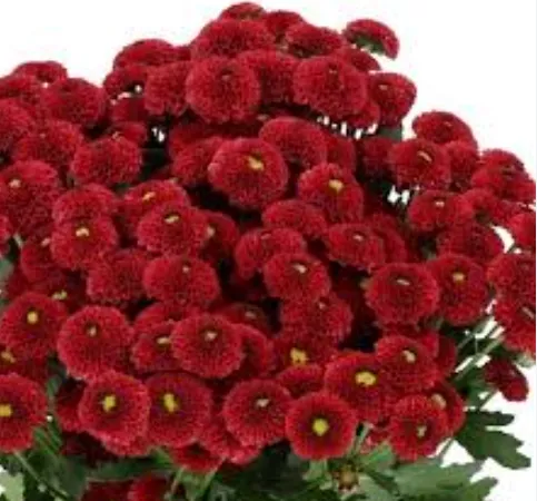 Santhini Purpetta Red