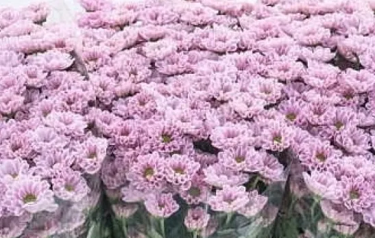 Santhini Rossi Pink