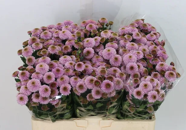 Santhini Doria Pink