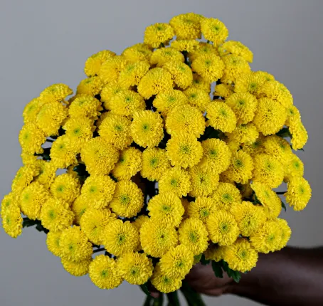 Santhini Aurinko Yellow
