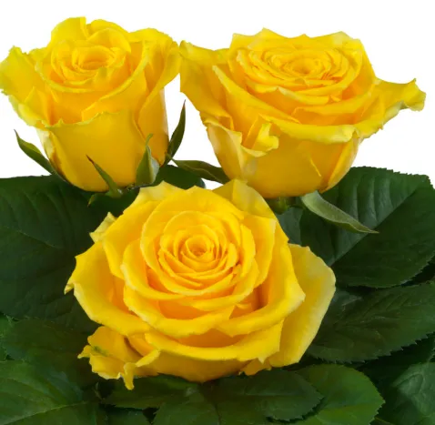 Rose - Basanti