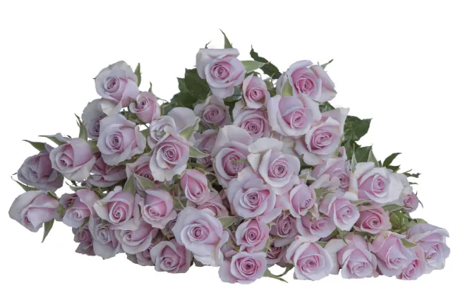 Spray Rose - Silver Shadow