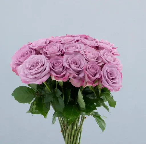 Rose - Thriller