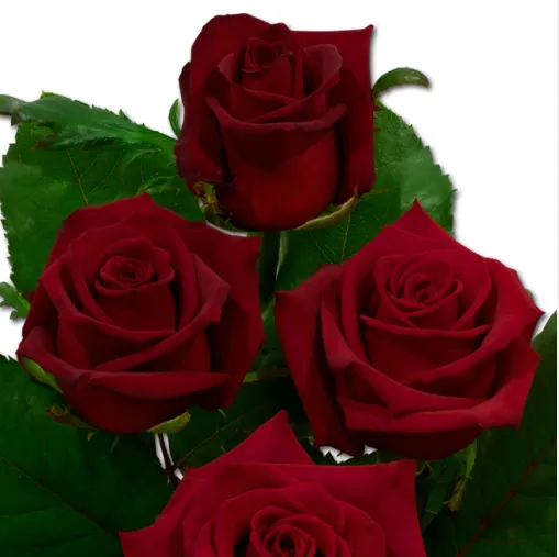Rose - Monte Carlo