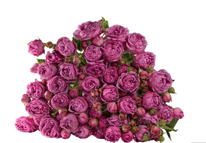 Garden Spray Rose - Misty Bubbles