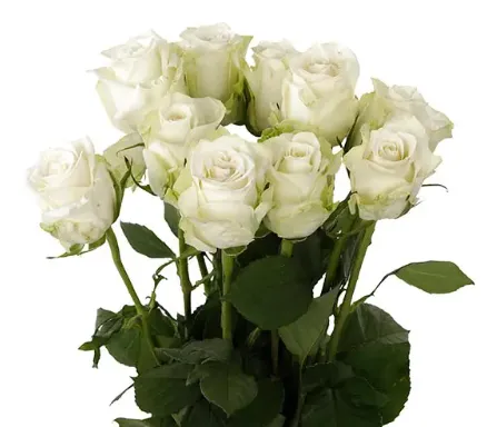 Rose - Adalonia